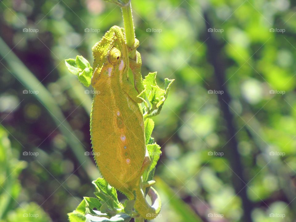 Green colored chameleon chilling on a stick with leaf