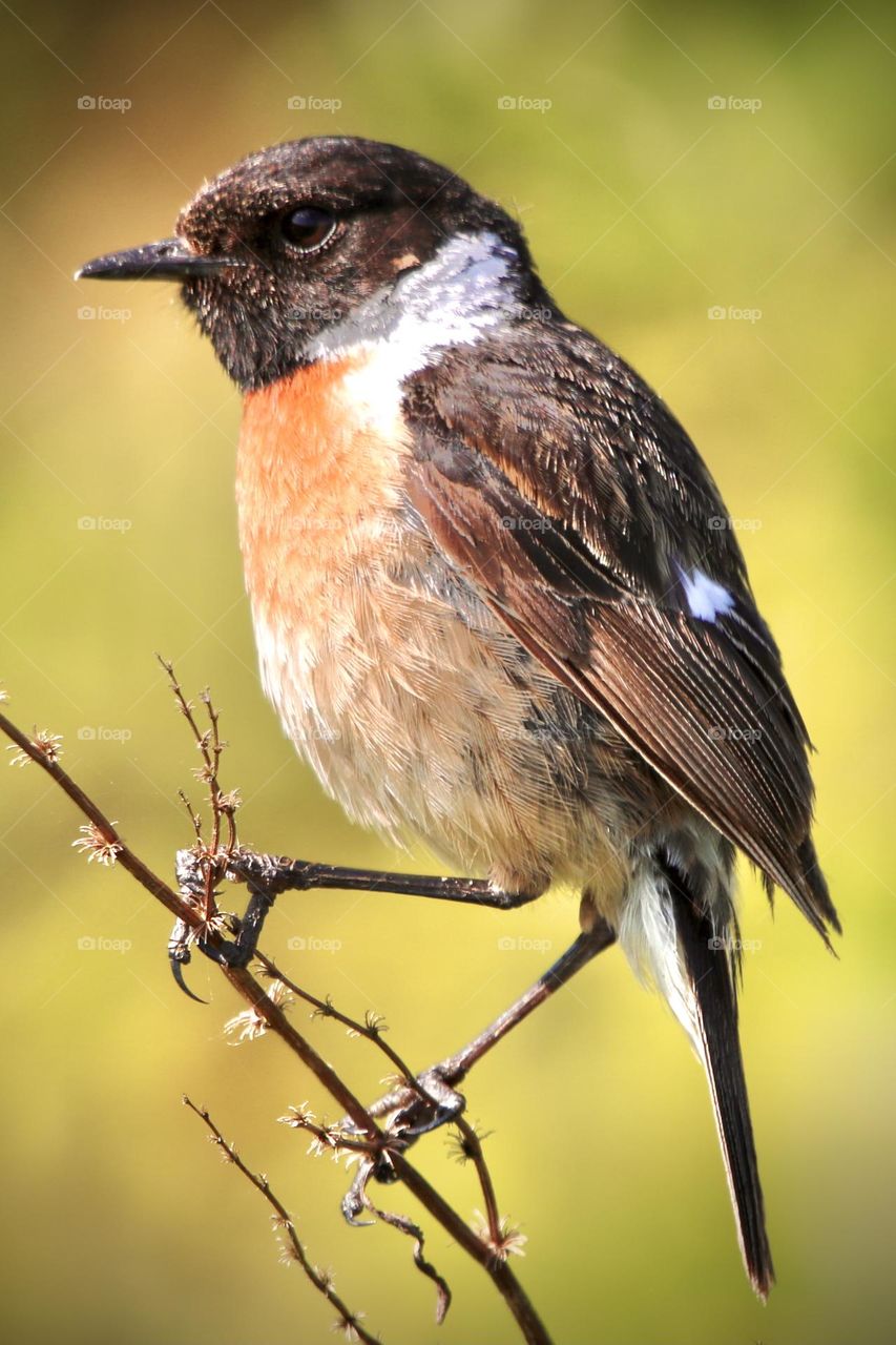 Stonechat 