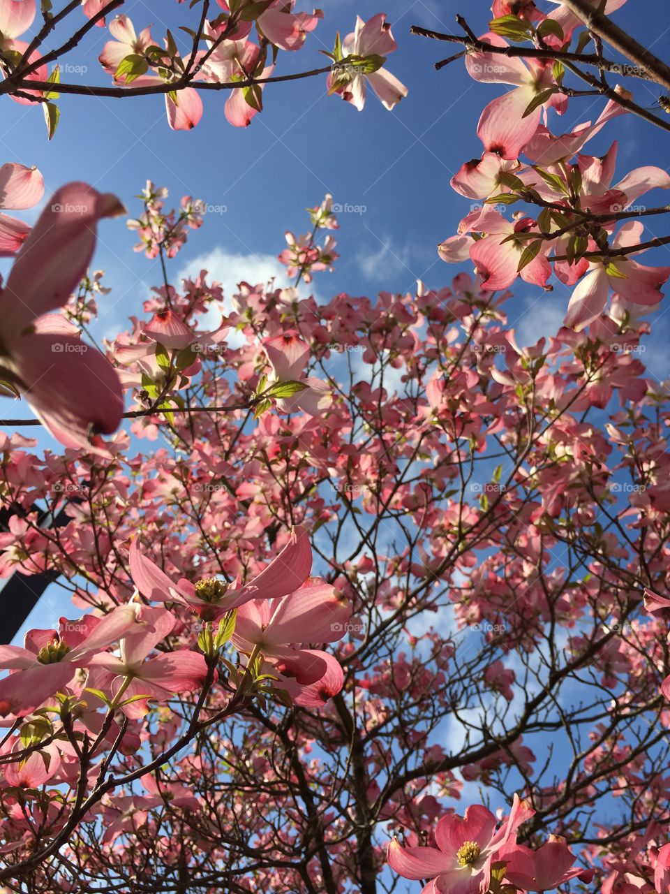 Pink Dogwood