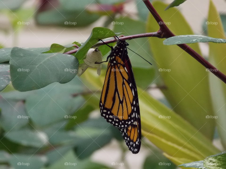 monarch  butterfly and chysilis milkweed