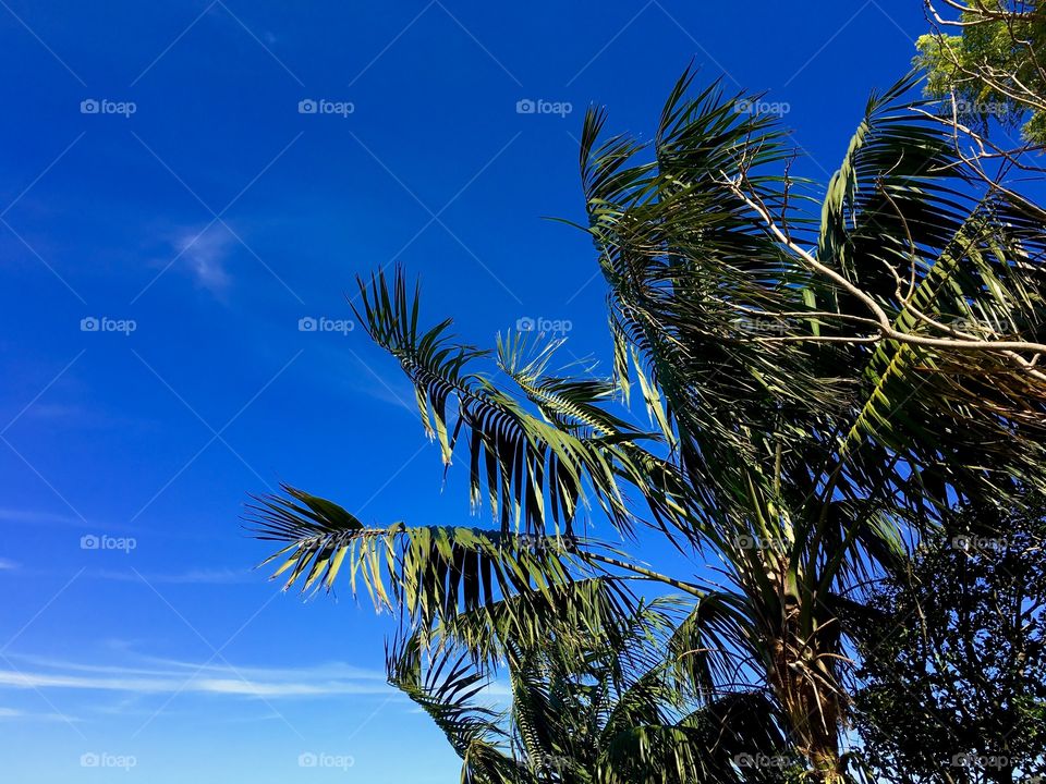 View of palm trees in Sydney, Australia
