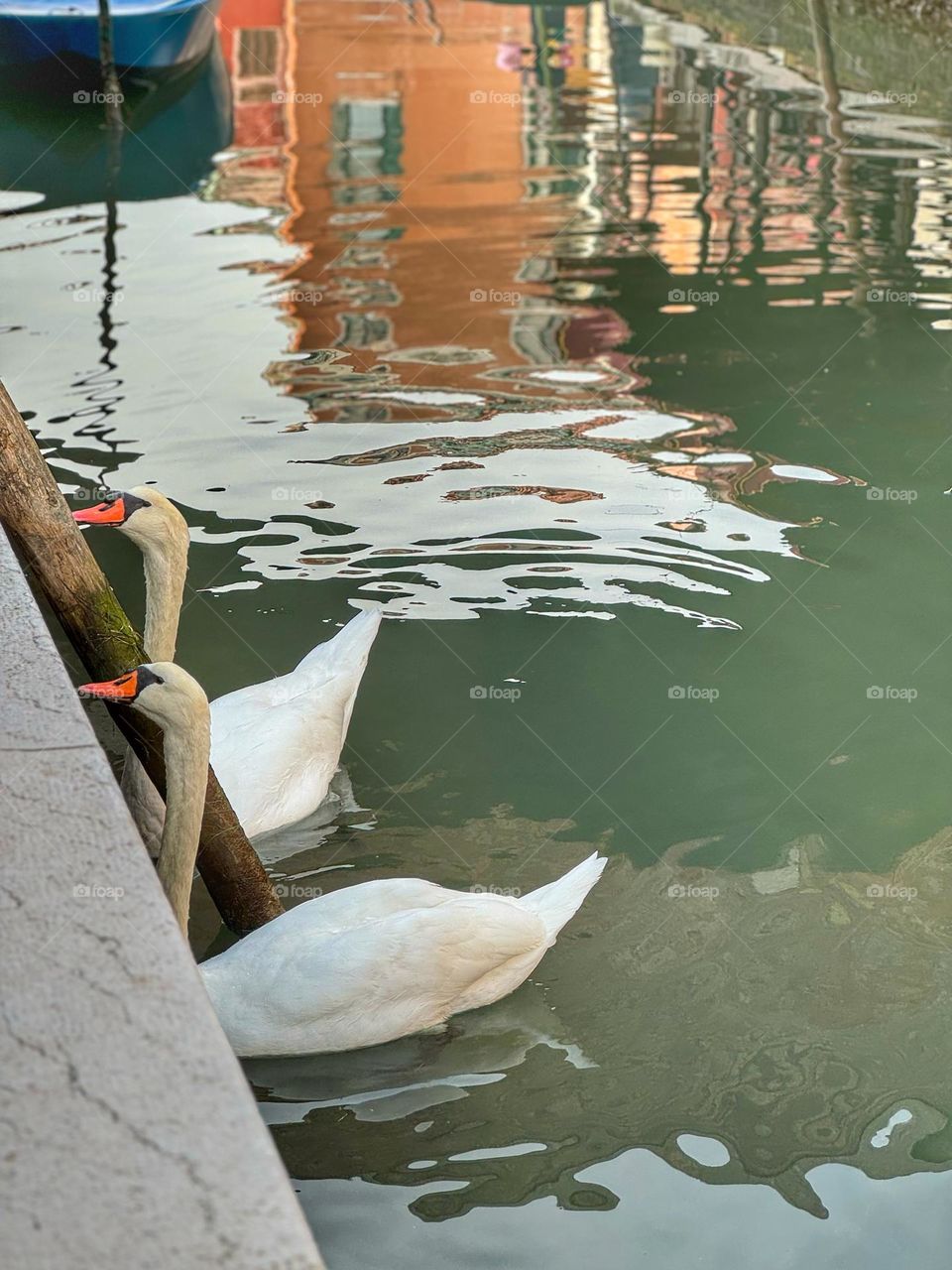 Swans in Murano