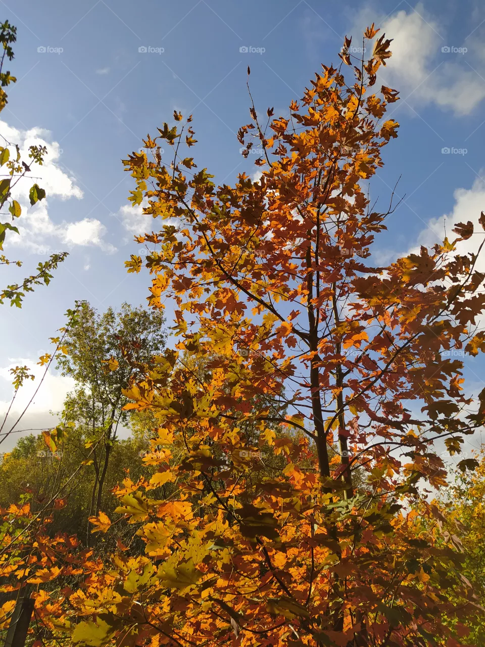 autumn tree
