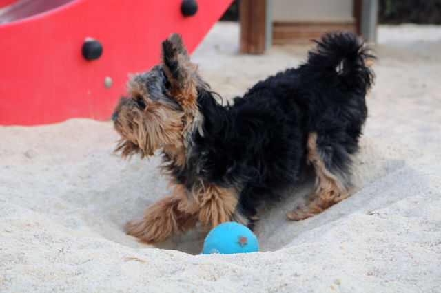 Yorkie Dog