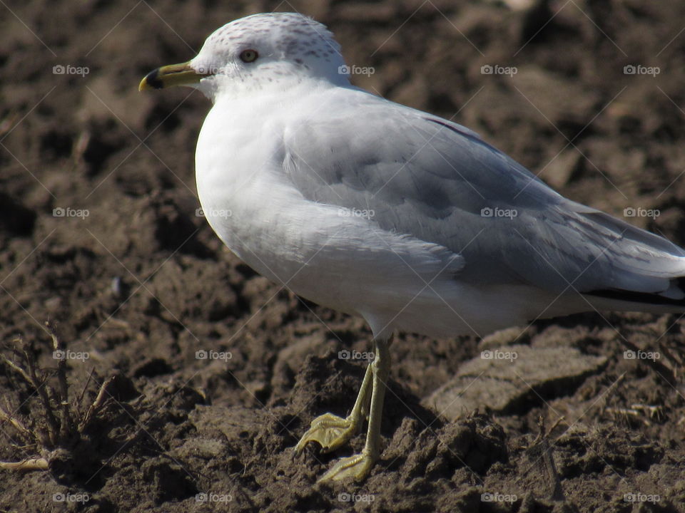 Bird, Wildlife, Seagulls, No Person, Nature