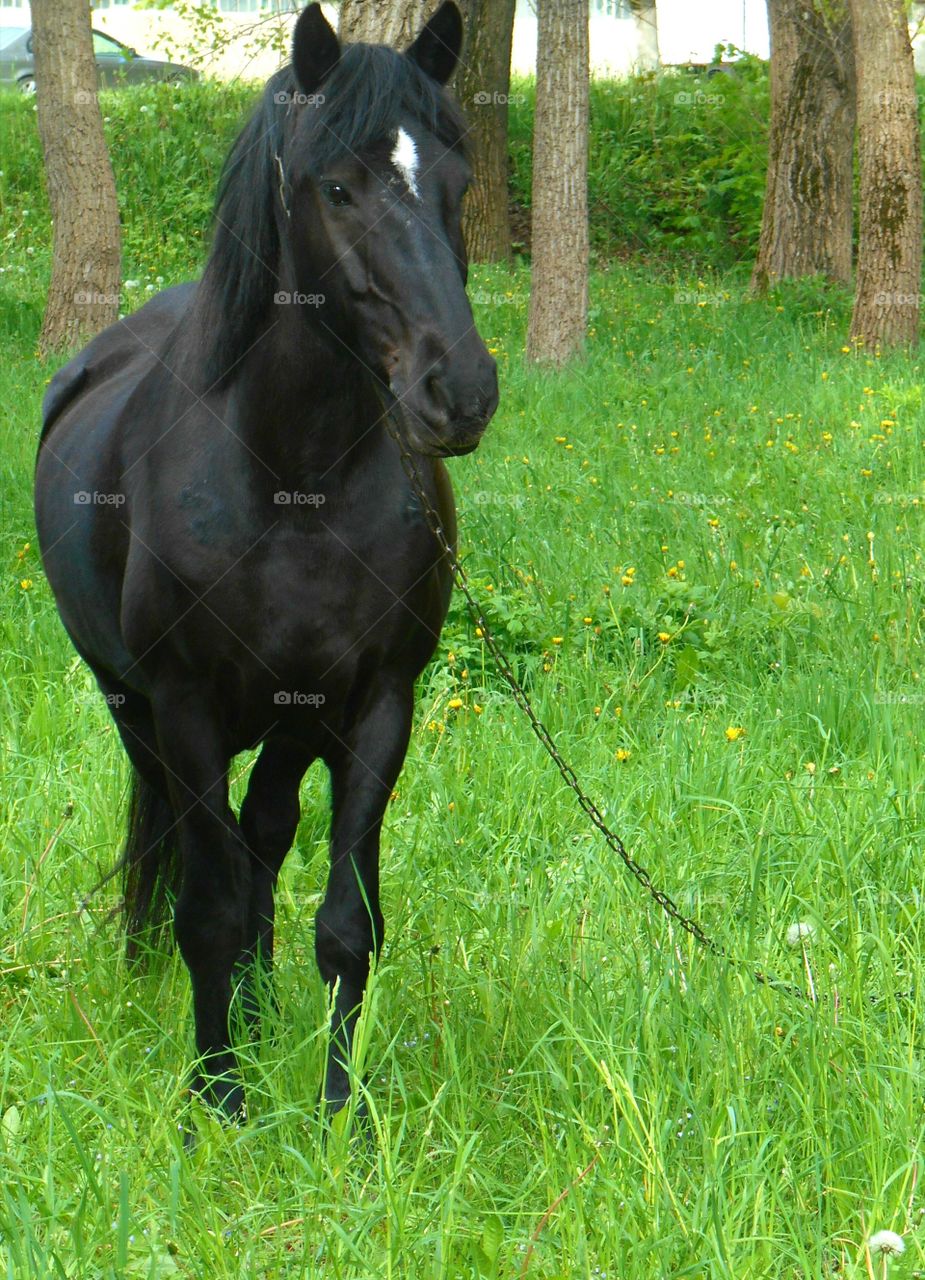 Horse, Mammal, Pasture, Cavalry, Mare