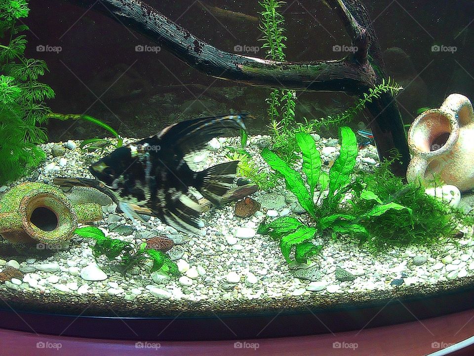 Pterophyllum