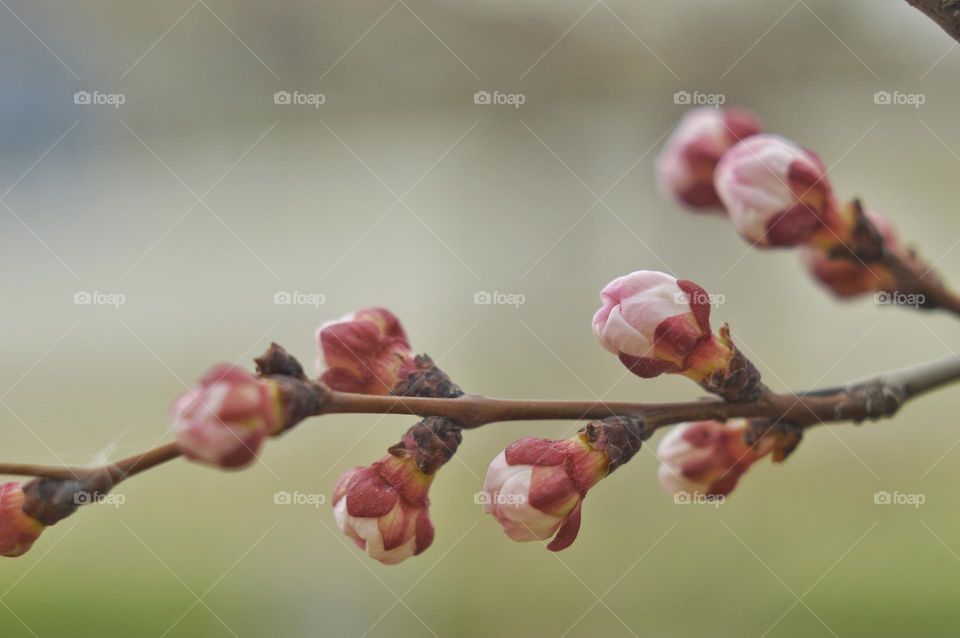 pink unopened fruit tree buds.