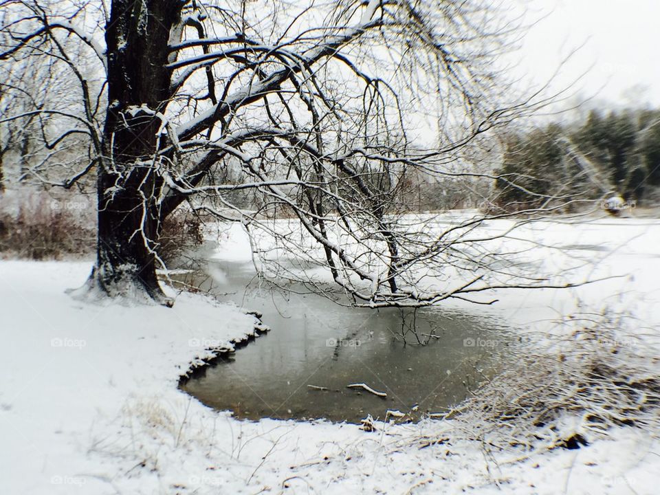 Snowfall by the pond
