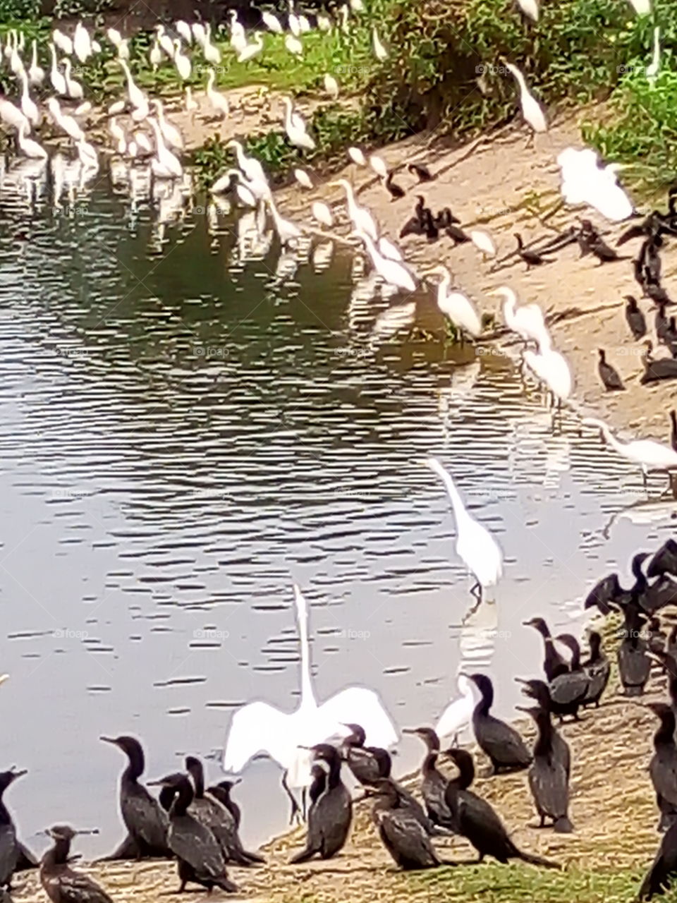 garça e mergulhões