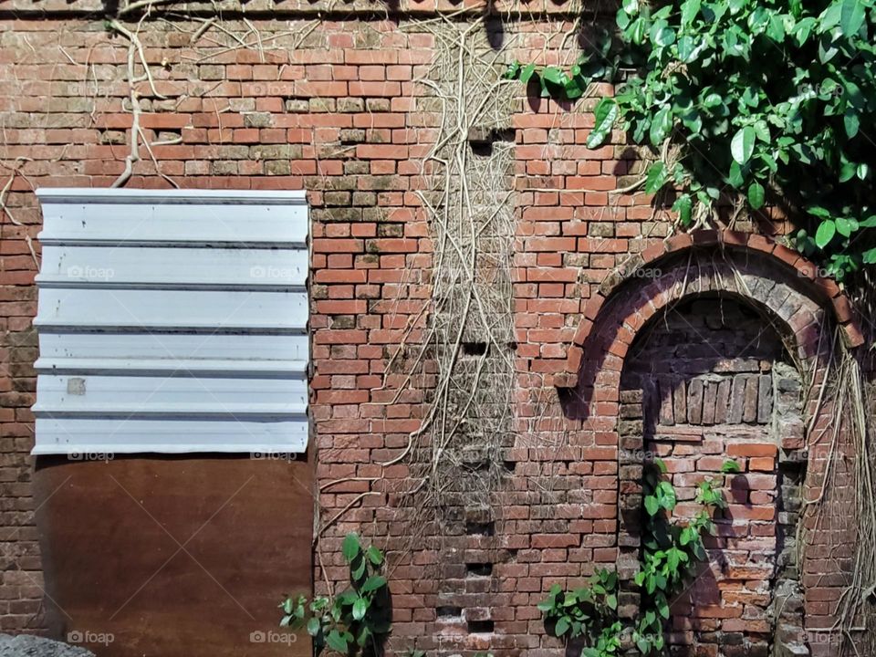 Sprawling plants on red brick wall