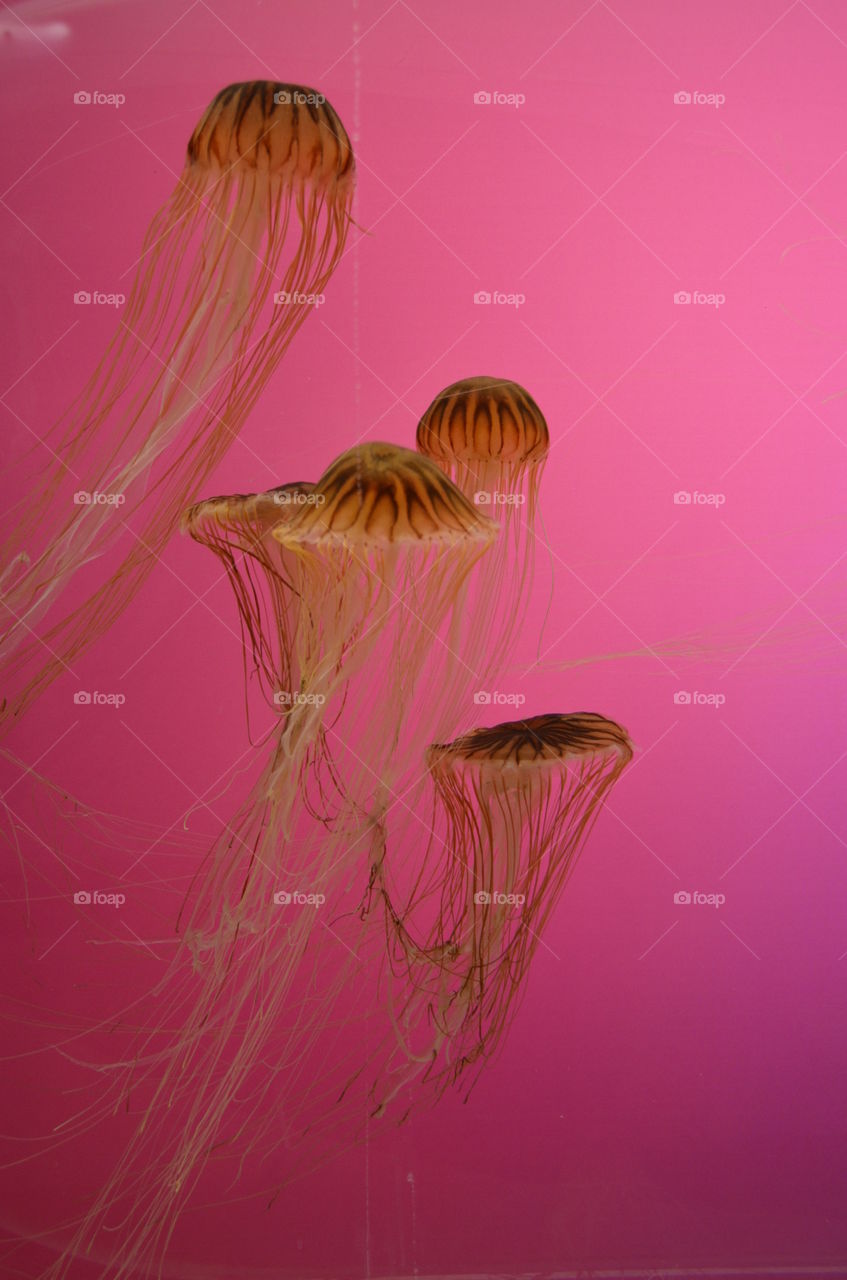 Orange jellyfish. Jellyfish in the aquarium