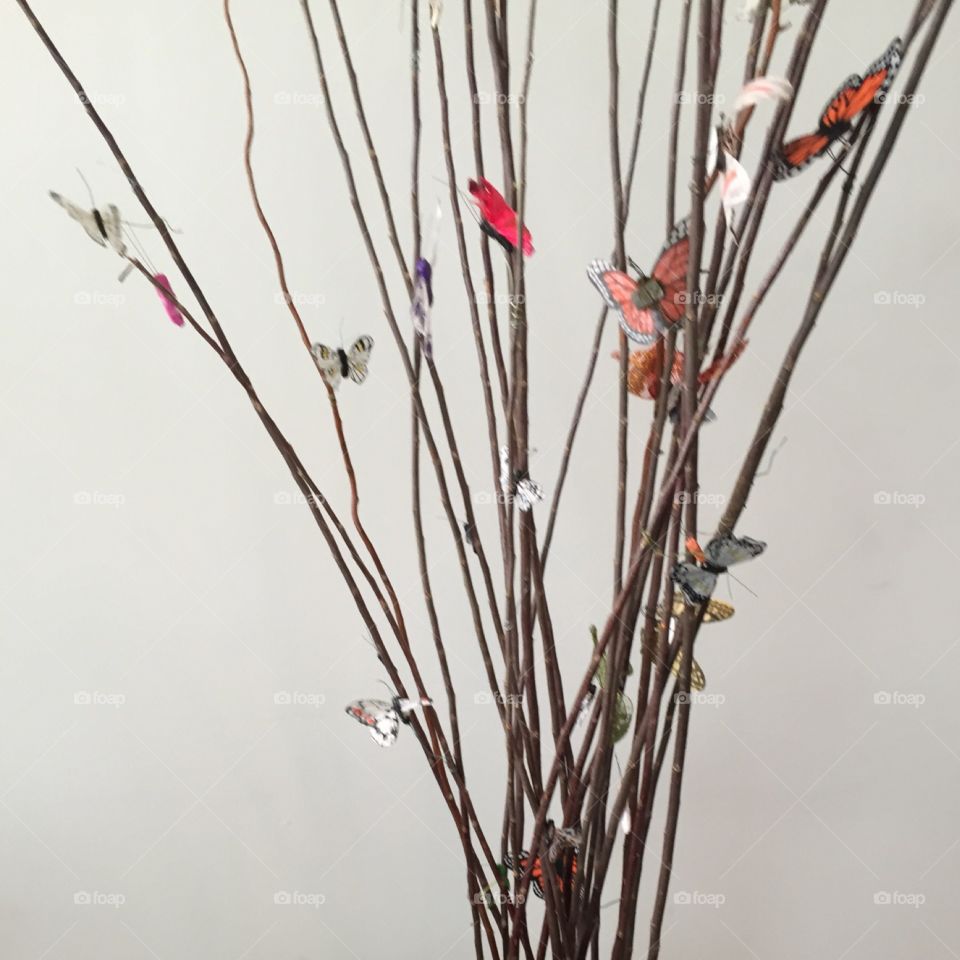 Beautiful Butterflies 