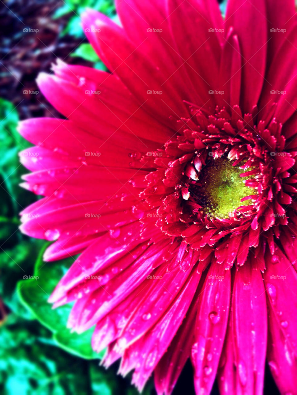 Raindrops on a Pink Gerbera Daisy