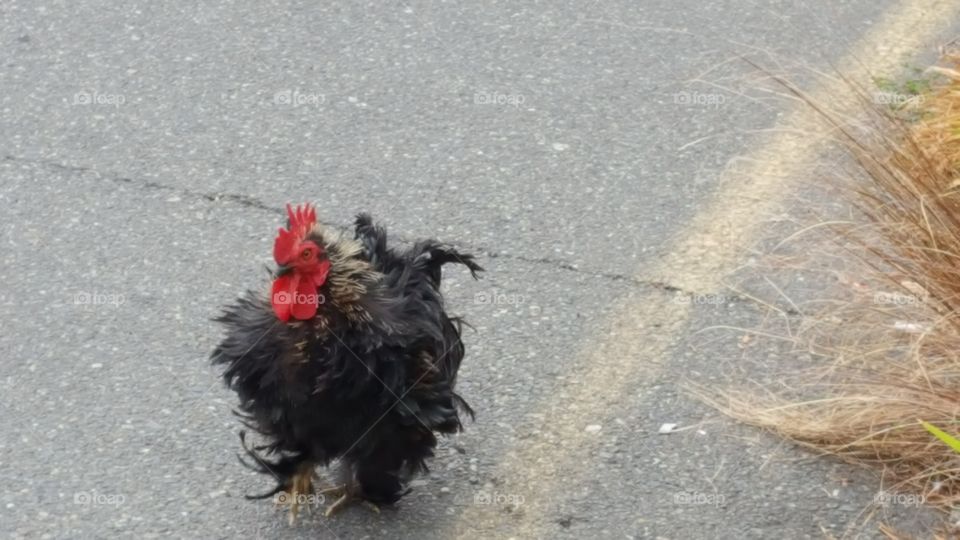 psycho chicken