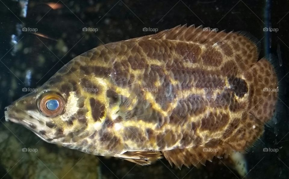 spotted leaf fish