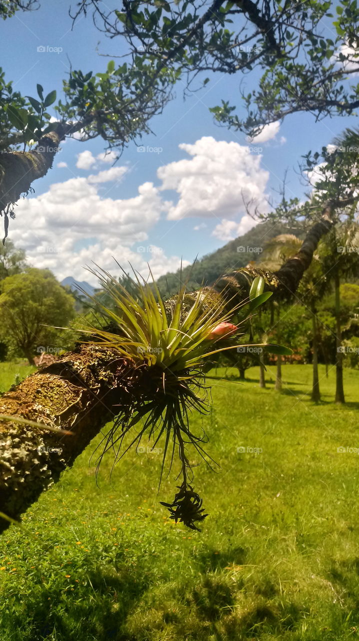 PLANT HOUSEPLANTS GARDEN ENVIRONMENT NATURE BOTANICAL PLANTS FLOWER GARDEN ENVIRONMENT