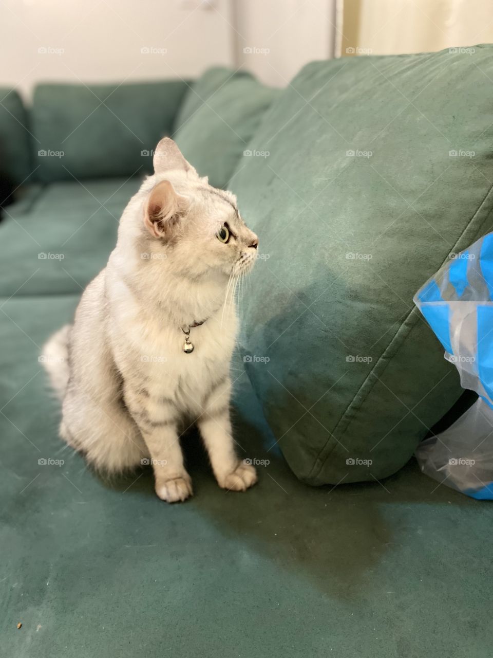 Amazing photo for beautiful cat 🐈‍⬛