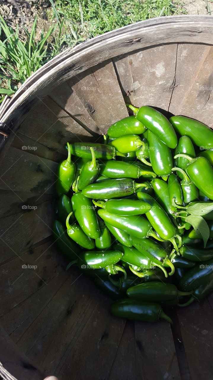 jalapeno harvest