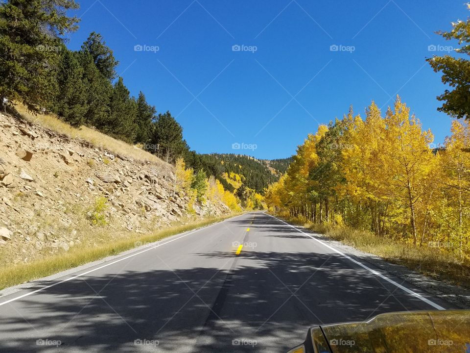 Road, Fall, Tree, No Person, Guidance
