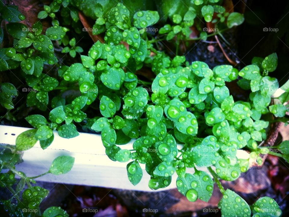 Rain Drops on Clovers