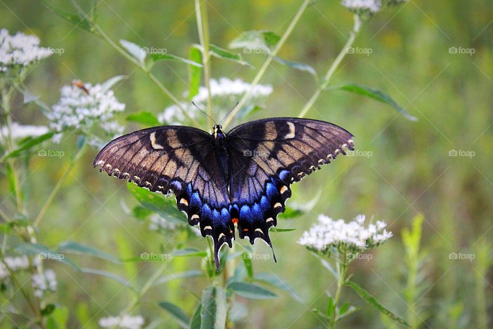 Beautiful butterfly in the tall grass 