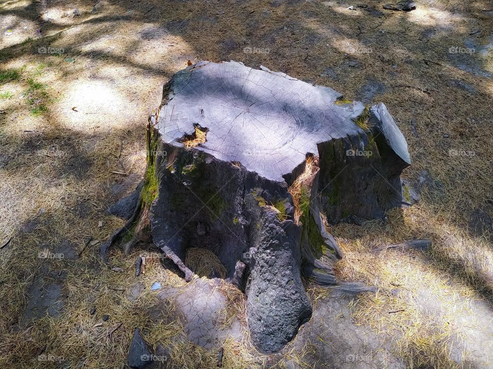 Old root of a pine tree in the forest