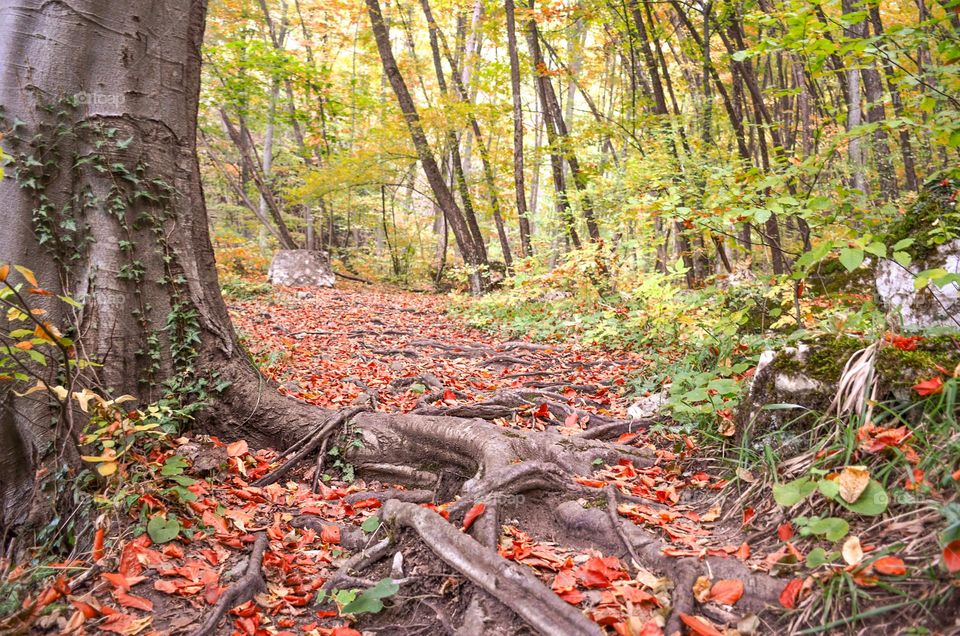 Beautiful Magic Forest, Rhodope Mountain, Bulgaria