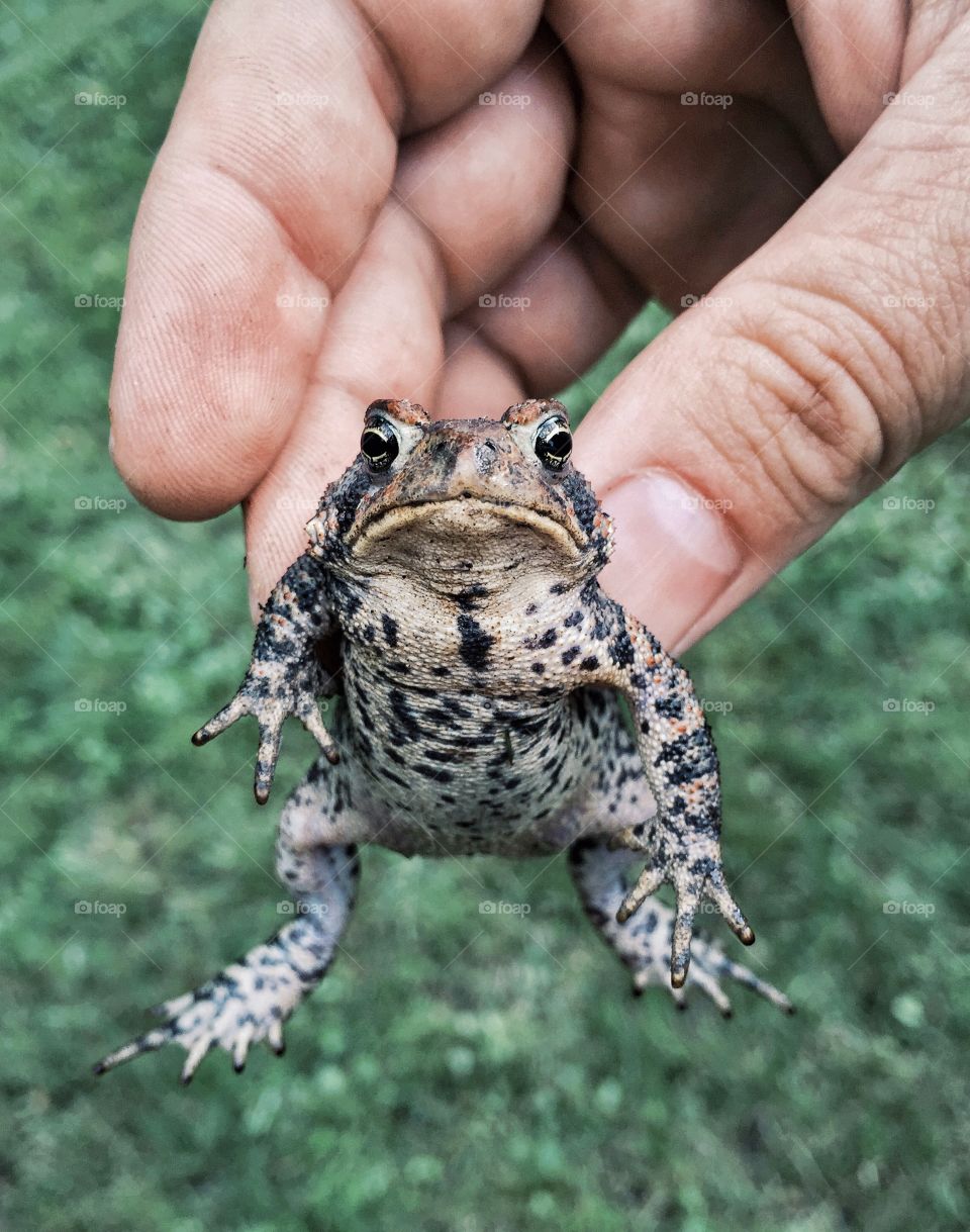 Holding a toad