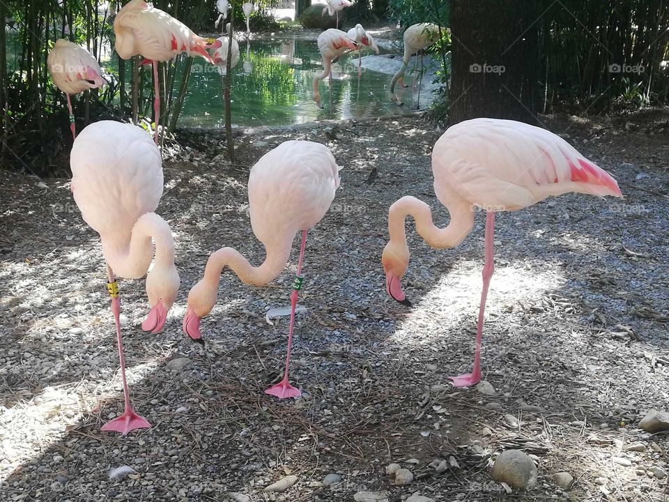 parco delle cornelle