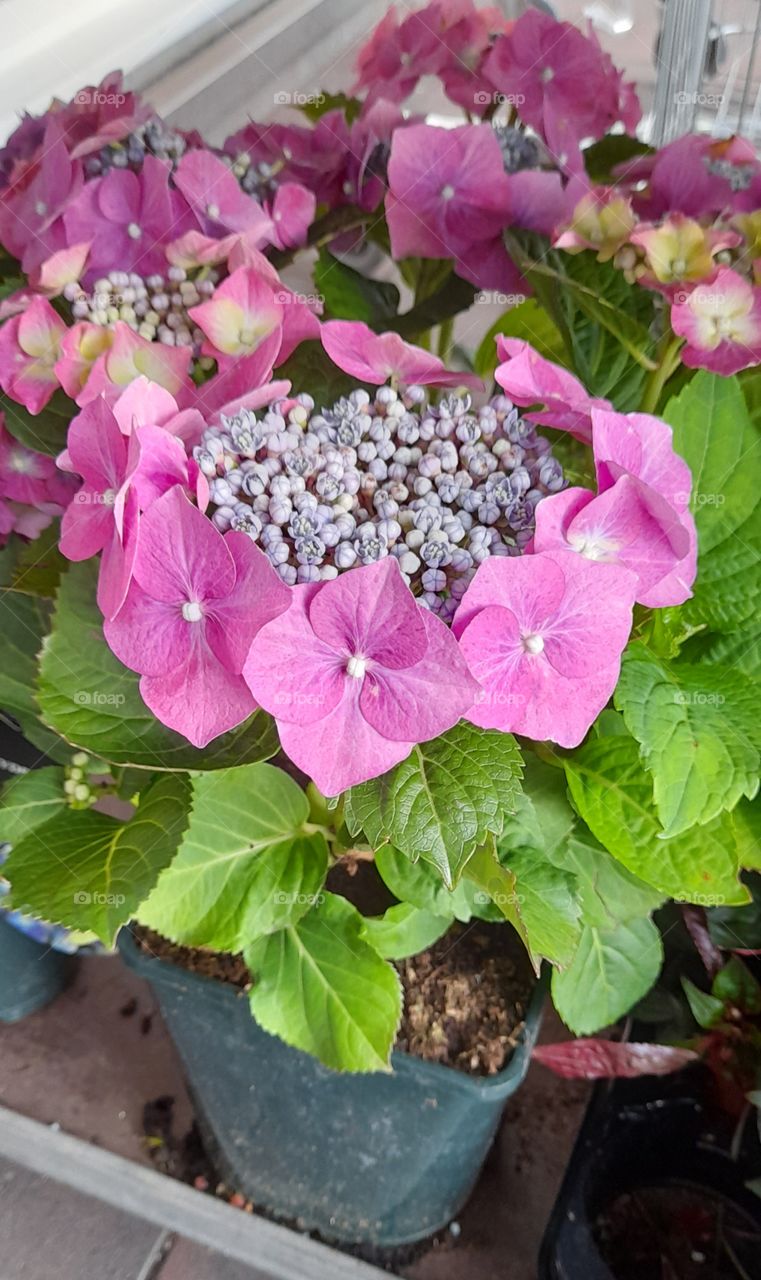 Purple flowers potted plants for the summer garden