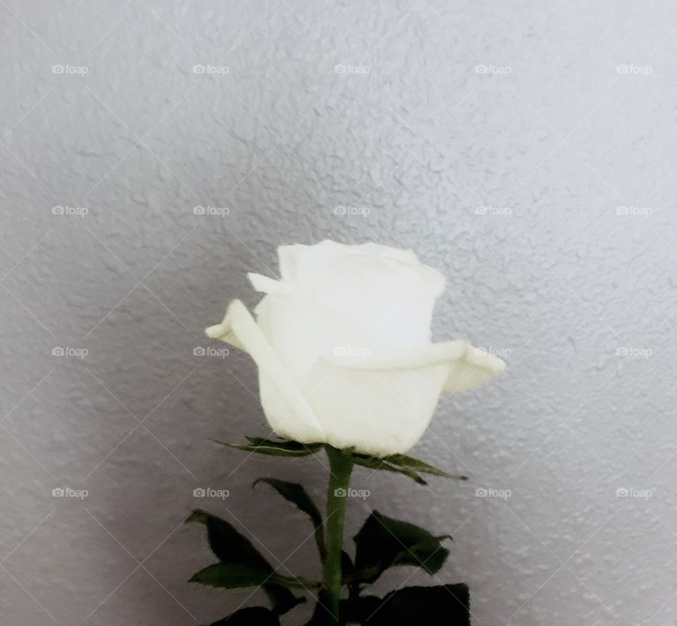White bloomed flower in front of a professional purple background 