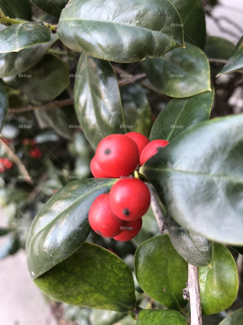 Close up of a bright red berry framed by lush deep green leaves. California winter. 