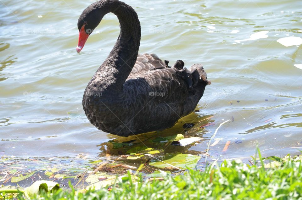 Black Swan
