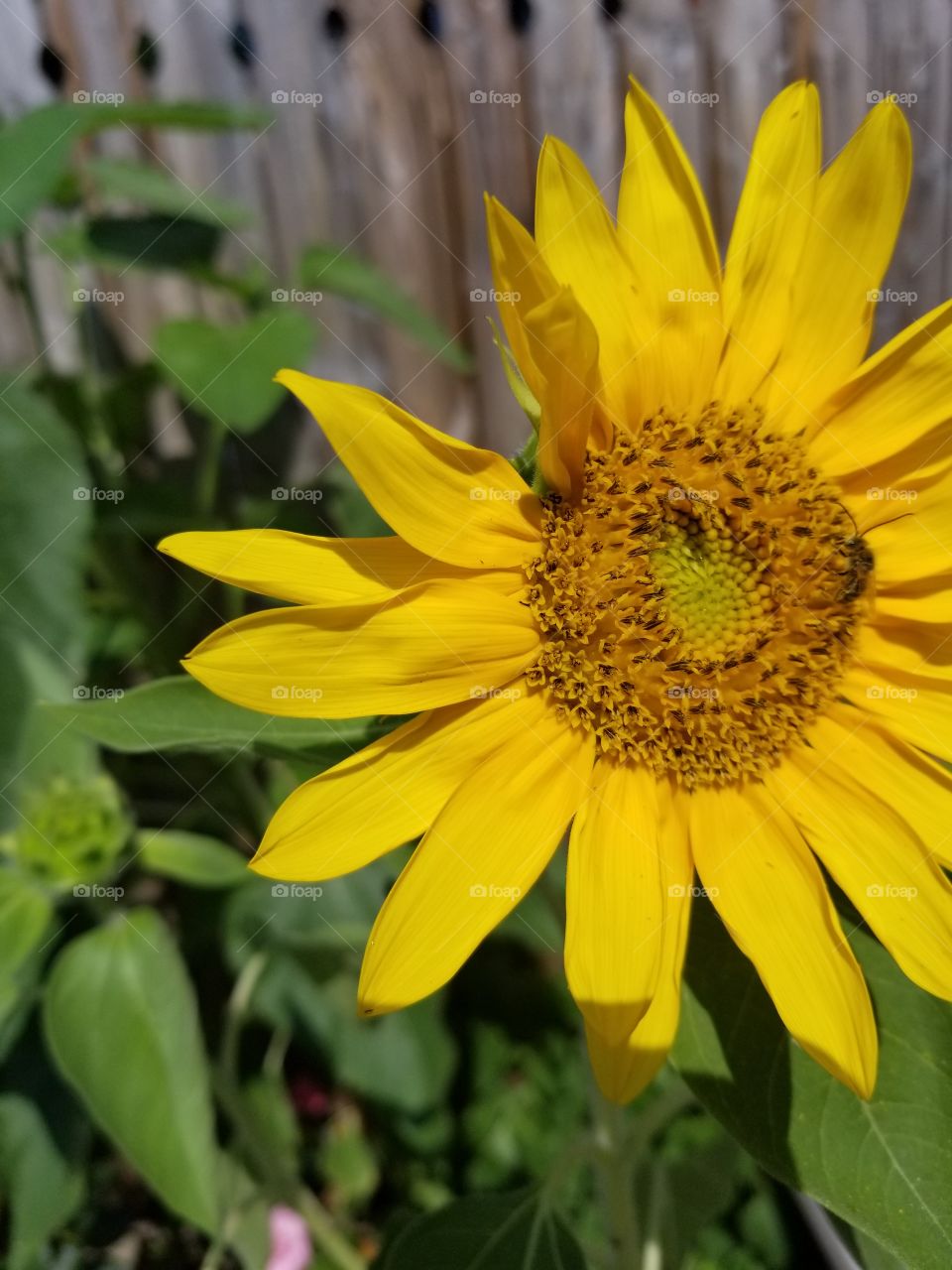 sun flower and a bee