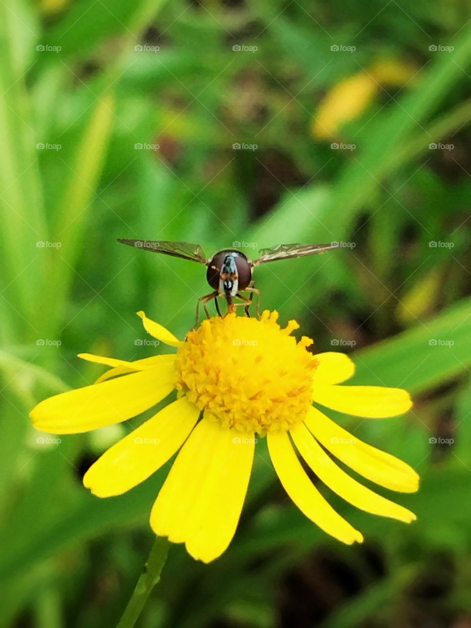Daisy flower landing