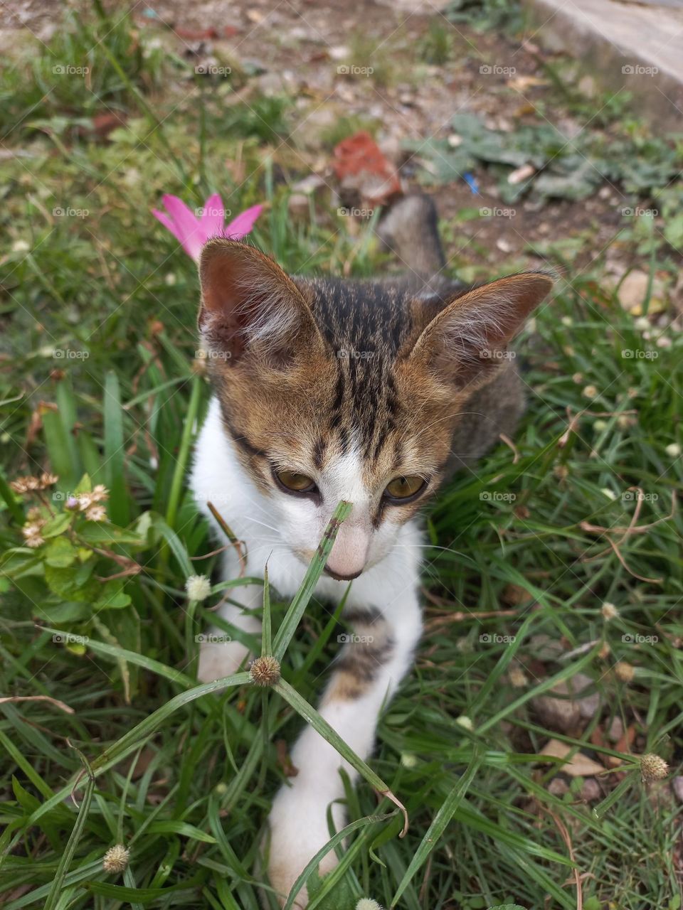 Cute kitten playing in the grass