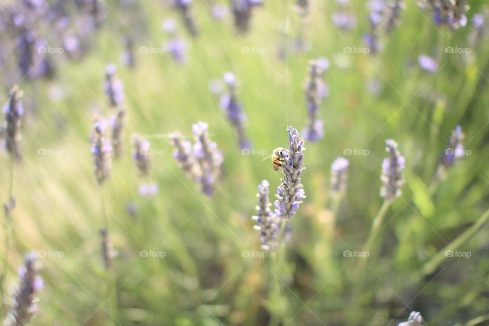 a bee on a lavender  flower
