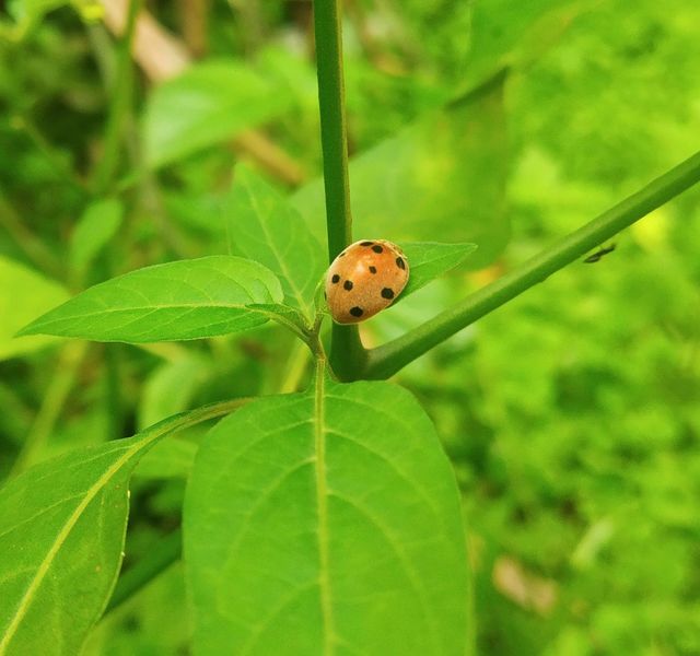 Mexican bean beetle