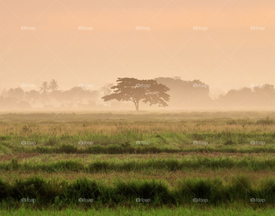 Alone Tree in a Misty Foggy rice Fields during Sunrise.