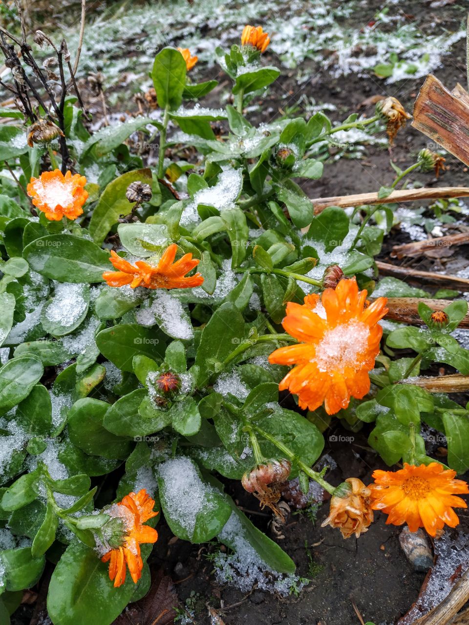 Frozen calendula