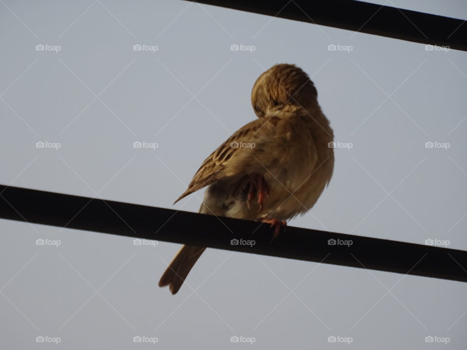 Bird, Wildlife, Portrait, Side View, One