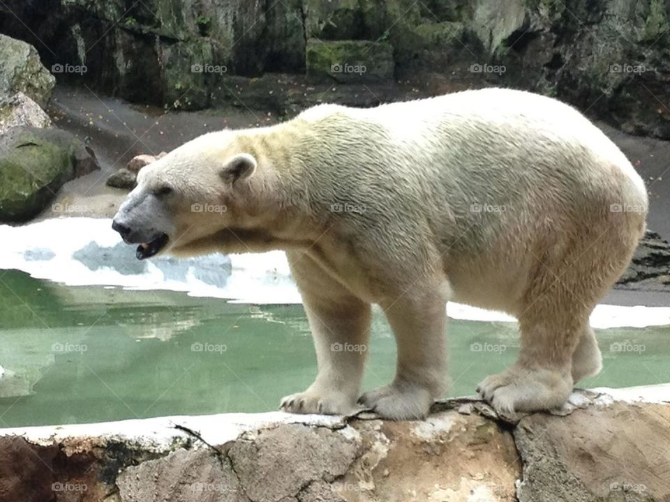 Polar bear