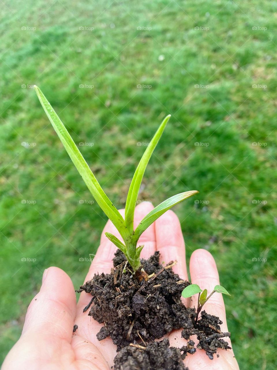 A new plant in dirt held in the palm of my hand