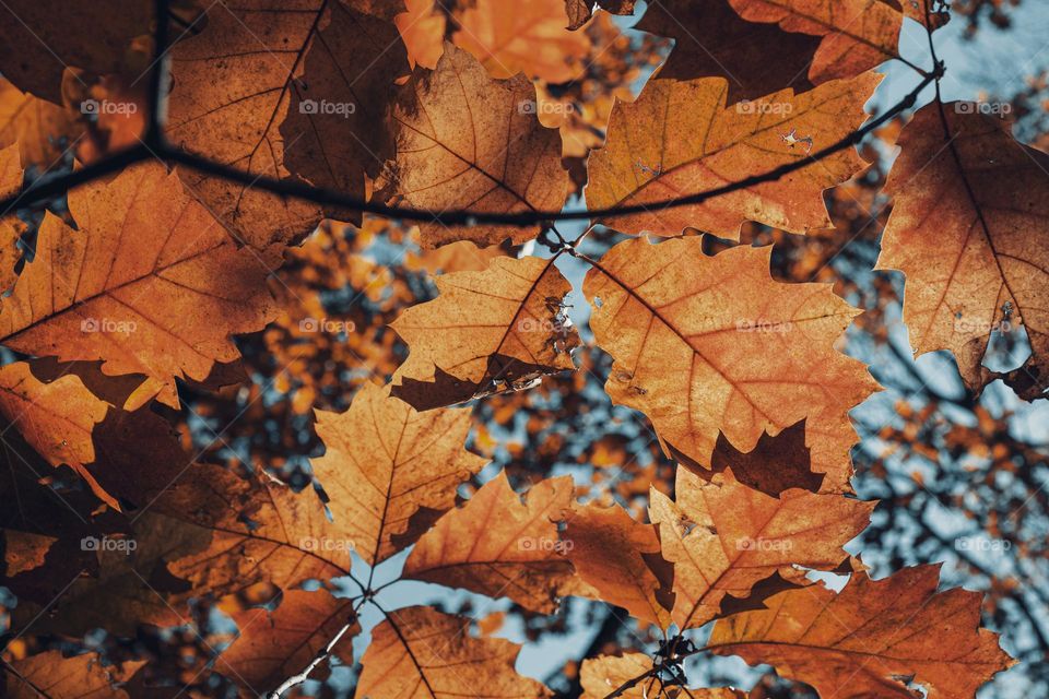 Oak orange  leaves against blue sky.  Low angle view