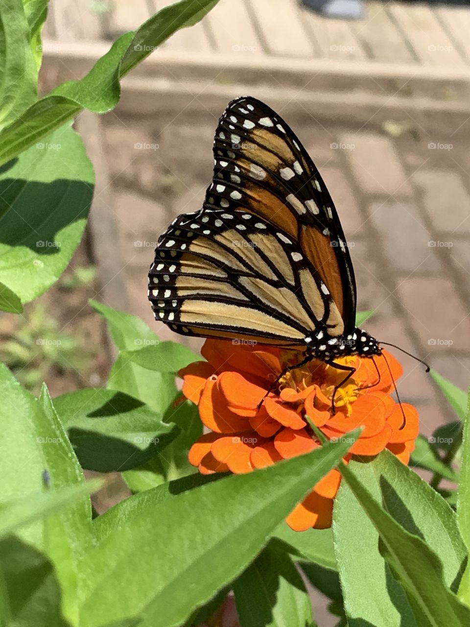 Monarch Butterflies 