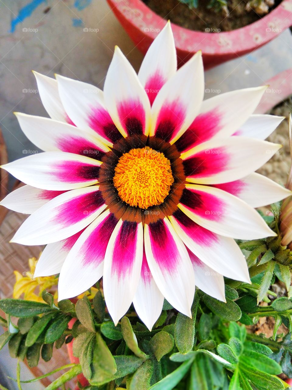 Flowers 👉it's Click by Mr Satya Anand👈