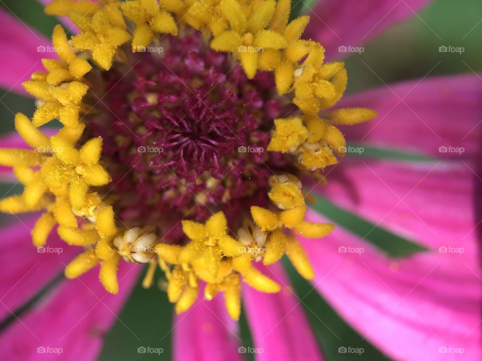 Give my mom a credit during she grow and watering this plant. Look at the result, she can be a gardener as well.