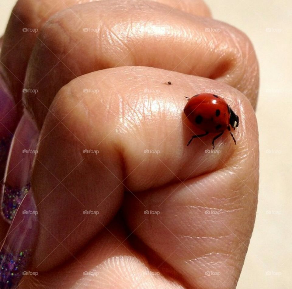 spring ladybug pooping on my hand