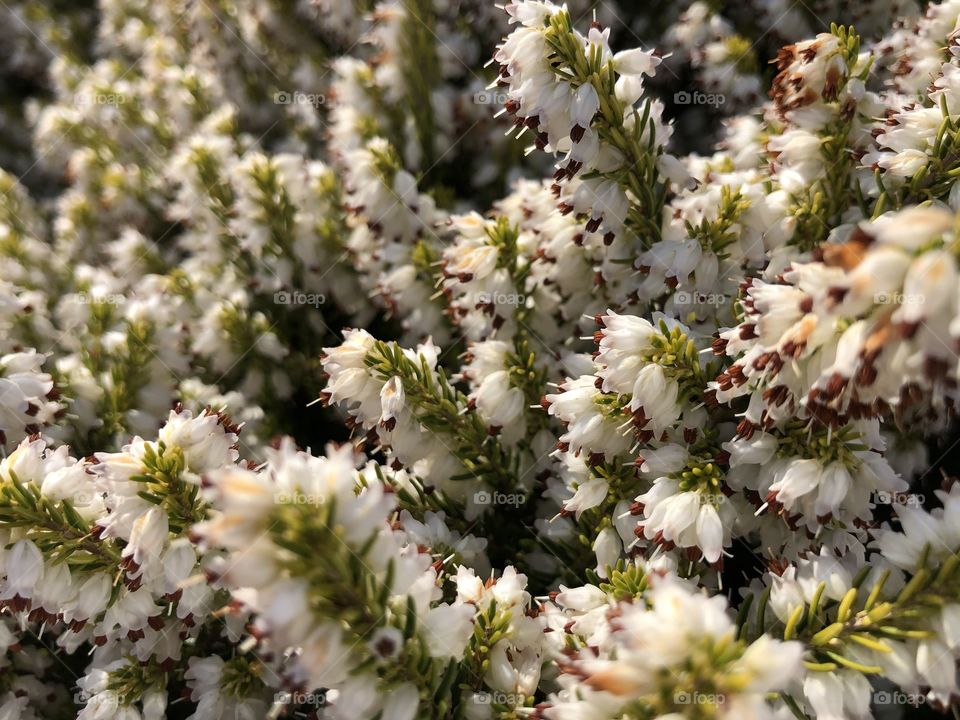 The second of two glorious spring heathers in our garden on the spring of 2020, a sight to lift the gloom of this horrendous virus.